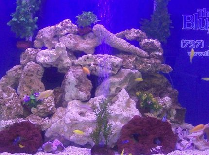 500 gallons freshwater fish tank (mostly fish and non-living decorations) - 500 gal fresh water tank 500 gallons freshwater fish tank (mostly fish and non-living decorations) - 500 gal fresh water tank