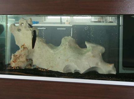 138 gallons freshwater fish tank (mostly fish and non-living decorations) - another emptiness before adding fish.
some clown loaches and the fire eel only. 138 gallons freshwater fish tank (mostly fish and non-living decorations) - another emptiness before adding fish.
some clown loaches and the fire eel only.