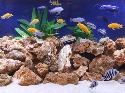 Rated #8: 280 Gallons Freshwater Fish Tank - My tank is a 1000 ltr Tanks with a 200 Ltr sump. Everything is homemade except for the pumps. This tank includes a mixture of cichlids from Lake Malawi, Lake Tanganyika and Lake Victoria. Rated #8: 280 Gallons Freshwater Fish Tank - My tank is a 1000 ltr Tanks with a 200 Ltr sump. Everything is homemade except for the pumps. This tank includes a mixture of cichlids from Lake Malawi, Lake Tanganyika and Lake Victoria.
