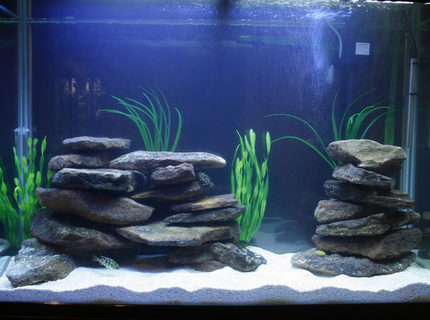 105 gallons freshwater fish tank (mostly fish and non-living decorations) - Aqua Home 105 gallons freshwater fish tank (mostly fish and non-living decorations) - Aqua Home