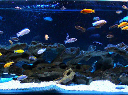 Rated #47: 180 Gallons Freshwater Fish Tank - 180g Mbuna Aquarium Rated #47: 180 Gallons Freshwater Fish Tank - 180g Mbuna Aquarium