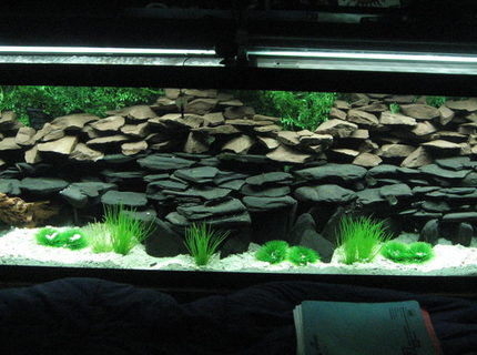 Rated #8: 125 Gallons Freshwater Fish Tank - Work in progress Rated #8: 125 Gallons Freshwater Fish Tank - Work in progress