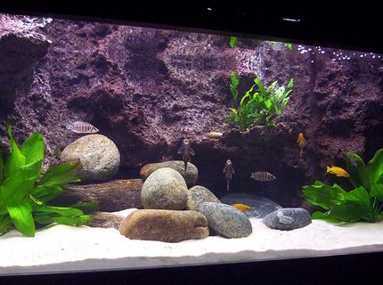 Rated #98: 79 Gallons Freshwater Fish Tank - Tanganyika 300 today Rated #98: 79 Gallons Freshwater Fish Tank - Tanganyika 300 today