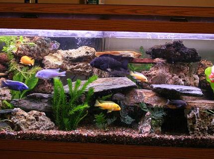 Rated #6: 75 Gallons Freshwater Fish Tank - this is an updated picture of my previous one. i had to move to my new home, luckly everyone made it here with me. Rated #6: 75 Gallons Freshwater Fish Tank - this is an updated picture of my previous one. i had to move to my new home, luckly everyone made it here with me.