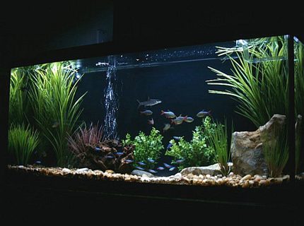 Rated #10: 55 Gallons Freshwater Fish Tank - 55 Gallon New Setup Rated #10: 55 Gallons Freshwater Fish Tank - 55 Gallon New Setup