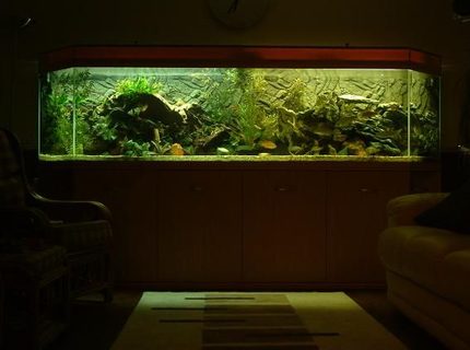 Rated #53: 400 Gallons Freshwater Fish Tank - 400+ gallon mixed bag tank Rated #53: 400 Gallons Freshwater Fish Tank - 400+ gallon mixed bag tank
