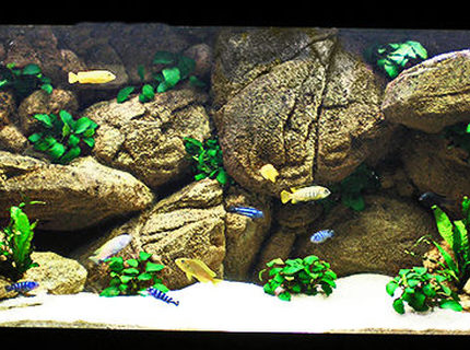 Rated #3: 63 Gallons Freshwater Fish Tank - My Mbuna Tank Rated #3: 63 Gallons Freshwater Fish Tank - My Mbuna Tank