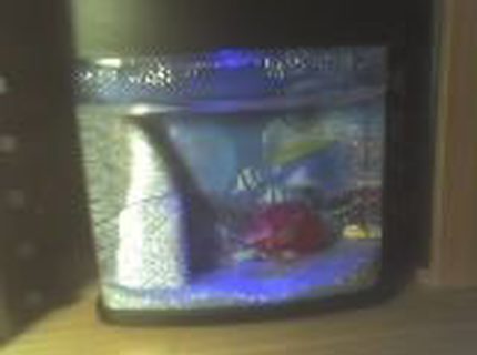 1 gallon freshwater fish tank (mostly fish and non-living decorations) - my emo fishes ^^ 1 gallon freshwater fish tank (mostly fish and non-living decorations) - my emo fishes ^^