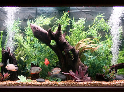 Rated #7: 300 Gallons Freshwater Fish Tank - 300 Gallon Central and South American Cichlid Tank. Rated #7: 300 Gallons Freshwater Fish Tank - 300 Gallon Central and South American Cichlid Tank.