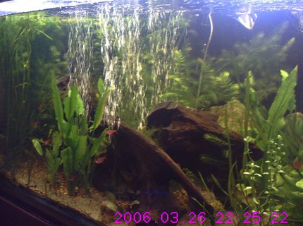 160 gallons freshwater fish tank (mostly fish and non-living decorations) - 2-28-09 frill plant over growing tank with diy co2 and flourish excel. recently added Jaguar Synodontis-Hybrid, Clown Pleco L-002, Bristlenose Pleco, Chinese Butterfly Loach, and Flying Fox 160 gallons freshwater fish tank (mostly fish and non-living decorations) - 2-28-09 frill plant over growing tank with diy co2 and flourish excel. recently added Jaguar Synodontis-Hybrid, Clown Pleco L-002, Bristlenose Pleco, Chinese Butterfly Loach, and Flying Fox