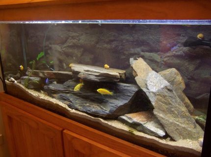400 gallons freshwater fish tank (mostly fish and non-living decorations) - 4 foot - electric blue, electric yellow, clown loaches, humpheads and catfish 400 gallons freshwater fish tank (mostly fish and non-living decorations) - 4 foot - electric blue, electric yellow, clown loaches, humpheads and catfish