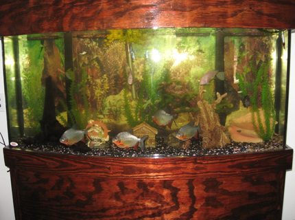 45 gallons freshwater fish tank (mostly fish and non-living decorations) - My Fathers 72 bowfront (Found it!!).. built the stand and top himself and has:
4 Red Pacu's
3 Convicts
1 Red Eye Tetra
Very Nice!!! 45 gallons freshwater fish tank (mostly fish and non-living decorations) - My Fathers 72 bowfront (Found it!!).. built the stand and top himself and has:
4 Red Pacu's
3 Convicts
1 Red Eye Tetra
Very Nice!!!