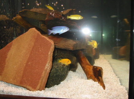 95 gallons freshwater fish tank (mostly fish and non-living decorations) - cichlid tank with field rocks and driftwood 95 gallons freshwater fish tank (mostly fish and non-living decorations) - cichlid tank with field rocks and driftwood