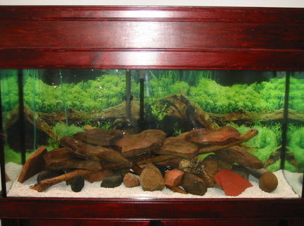 95 gallons freshwater fish tank (mostly fish and non-living decorations) - cichlid tank with field rocks, and drift wood 95 gallons freshwater fish tank (mostly fish and non-living decorations) - cichlid tank with field rocks, and drift wood