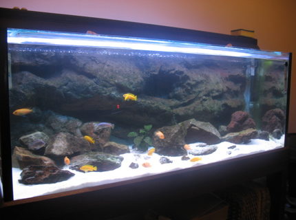 67 gallons freshwater fish tank (mostly fish and non-living decorations) - African Cichlid Tank 67 gallons freshwater fish tank (mostly fish and non-living decorations) - African Cichlid Tank