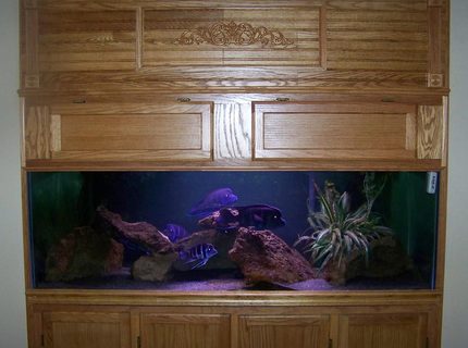 190 gallons freshwater fish tank (mostly fish and non-living decorations) - I have 190 gallon tank that is 72x24x26 that has a 3" reveal threw the wall into the room. It is on a 30" high stand and it has a canapy that goes from the top of the stand to the ceiling. It is filtered by 2 aquaclear 110 and is lit by two 36" strip. I have a group of 8 moba frontosa with the largest male in the group at around 12". 190 gallons freshwater fish tank (mostly fish and non-living decorations) - I have 190 gallon tank that is 72x24x26 that has a 3" reveal threw the wall into the room. It is on a 30" high stand and it has a canapy that goes from the top of the stand to the ceiling. It is filtered by 2 aquaclear 110 and is lit by two 36" strip. I have a group of 8 moba frontosa with the largest male in the group at around 12".