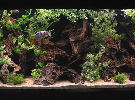 Rated #3: 180 Gallons Freshwater Fish Tank - 180 Gallon Show Tank. Rated #3: 180 Gallons Freshwater Fish Tank - 180 Gallon Show Tank.