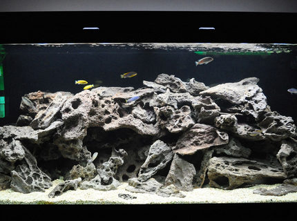 Rated #10: 120 Gallons Freshwater Fish Tank - My 120 gallon Mixed African Tank... Rated #10: 120 Gallons Freshwater Fish Tank - My 120 gallon Mixed African Tank...