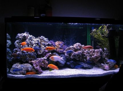 Rated #95: 90 Gallons Freshwater Fish Tank - Latest setup, added more rocks, stronger powerhead Rated #95: 90 Gallons Freshwater Fish Tank - Latest setup, added more rocks, stronger powerhead