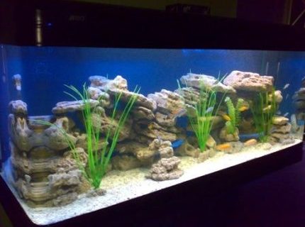 500 gallons freshwater fish tank (mostly fish and non-living decorations) - 500 Litres (1.5 x 0.65 x 0.65 m) African specias only 500 gallons freshwater fish tank (mostly fish and non-living decorations) - 500 Litres (1.5 x 0.65 x 0.65 m) African specias only