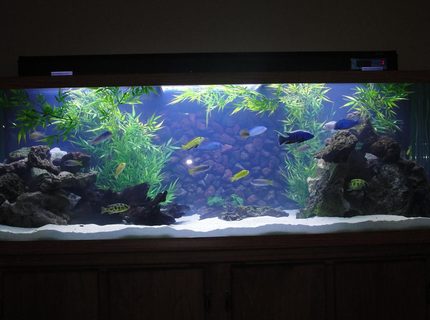 Rated #1: 110 Gallons Freshwater Fish Tank - Mixed Malawi w/new background in progress Rated #1: 110 Gallons Freshwater Fish Tank - Mixed Malawi w/new background in progress