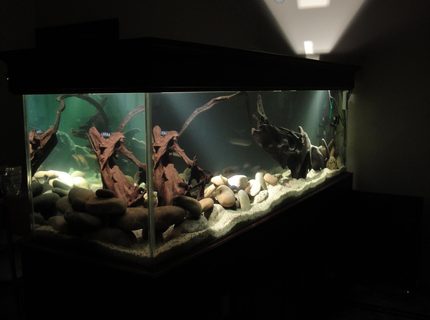 209 gallons freshwater fish tank (mostly fish and non-living decorations) - ... 209 gallons freshwater fish tank (mostly fish and non-living decorations) - ...