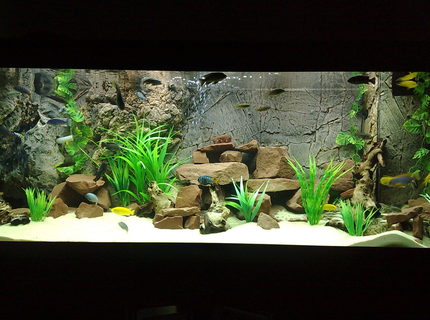105 gallons freshwater fish tank (mostly fish and non-living decorations) - 400ltr Malawi Tank. 105 gallons freshwater fish tank (mostly fish and non-living decorations) - 400ltr Malawi Tank.