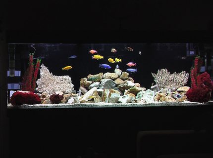 Rated #97: 100 Gallons Freshwater Fish Tank - African Cichlid Tank Rated #97: 100 Gallons Freshwater Fish Tank - African Cichlid Tank