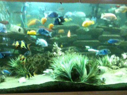 350 gallons freshwater fish tank (mostly fish and non-living decorations) - 350 Gallon Cichlid tank running over 5 years. Check out my YouTube videos under the user name Therelimic 350 gallons freshwater fish tank (mostly fish and non-living decorations) - 350 Gallon Cichlid tank running over 5 years. Check out my YouTube videos under the user name Therelimic