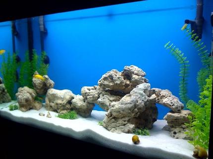 50 gallons freshwater fish tank (mostly fish and non-living decorations) - 50 gallon, fluval 305, 200 watt heater, lime stone rock, silica sand and fake plants 50 gallons freshwater fish tank (mostly fish and non-living decorations) - 50 gallon, fluval 305, 200 watt heater, lime stone rock, silica sand and fake plants