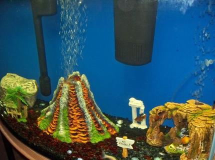 50 gallons freshwater fish tank (mostly fish and non-living decorations) - right sided view 50 gallons freshwater fish tank (mostly fish and non-living decorations) - right sided view
