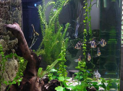 45 gallons freshwater fish tank (mostly fish and non-living decorations) - Side view 45 gallons freshwater fish tank (mostly fish and non-living decorations) - Side view