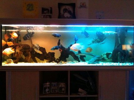132 gallons freshwater fish tank (mostly fish and non-living decorations) - tropical tank with many fish,good filteration is the key 132 gallons freshwater fish tank (mostly fish and non-living decorations) - tropical tank with many fish,good filteration is the key