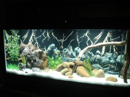 Rated #42: 55 Gallons Freshwater Fish Tank - Marineland 55g Cichlid Tank Rated #42: 55 Gallons Freshwater Fish Tank - Marineland 55g Cichlid Tank