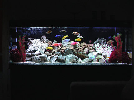 Rated #48: 100 Gallons Freshwater Fish Tank - New design for my African Cichlid Tank Rated #48: 100 Gallons Freshwater Fish Tank - New design for my African Cichlid Tank