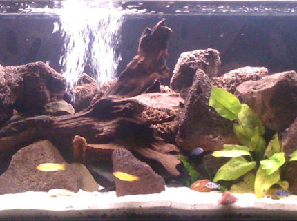 Rated #93: 55 Gallons Freshwater Fish Tank - African cichlid tank with at the moment 5 young Msobo, 12 young Demasoni,5 yellow labs, 5 bristle nose 2 of them albino and a pleco Rated #93: 55 Gallons Freshwater Fish Tank - African cichlid tank with at the moment 5 young Msobo, 12 young Demasoni,5 yellow labs, 5 bristle nose 2 of them albino and a pleco