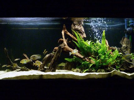 Rated #2: 119 Gallons Freshwater Fish Tank - My South American cichlid tank. Rated #2: 119 Gallons Freshwater Fish Tank - My South American cichlid tank.
