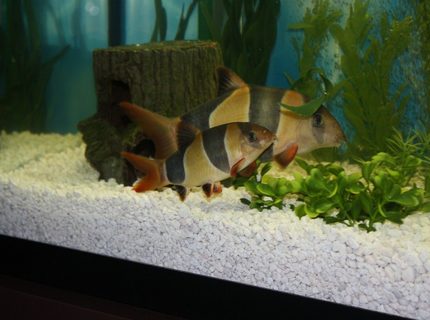 50 gallons freshwater fish tank (mostly fish and non-living decorations) - 6" and 10" Clown Loach, Botia macracantha 50 gallons freshwater fish tank (mostly fish and non-living decorations) - 6" and 10" Clown Loach, Botia macracantha
