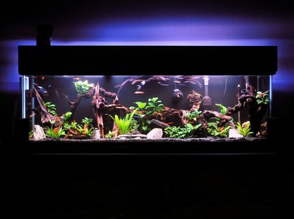 Rated #1: 125 Gallons Freshwater Fish Tank - I have gotten lost in this magical place MANY a night.
On a side note, If you try to enlarge this picture or use the magnifier it gets very grainy. I have never had this problem before with any of my past entries. If someone knows how to fix this issue that would be fantastic. Rated #1: 125 Gallons Freshwater Fish Tank - I have gotten lost in this magical place MANY a night.
On a side note, If you try to enlarge this picture or use the magnifier it gets very grainy. I have never had this problem before with any of my past entries. If someone knows how to fix this issue that would be fantastic.