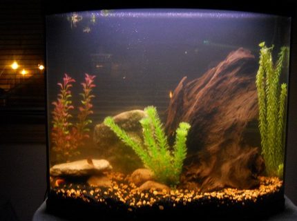 26 gallons freshwater fish tank (mostly fish and non-living decorations) - 26 Gallon Bowfront, 8 Rosy Barbs and 1 Pleco of unknown species (not sailfin) 26 gallons freshwater fish tank (mostly fish and non-living decorations) - 26 Gallon Bowfront, 8 Rosy Barbs and 1 Pleco of unknown species (not sailfin)