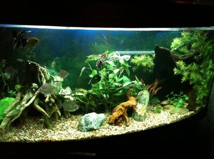 50 gallons freshwater fish tank (mostly fish and non-living decorations) - My Tank 50 gallons freshwater fish tank (mostly fish and non-living decorations) - My Tank
