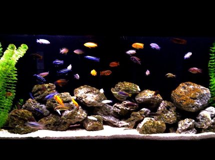 Rated #57: 55 Gallons Freshwater Fish Tank - african cichlid family Rated #57: 55 Gallons Freshwater Fish Tank - african cichlid family
