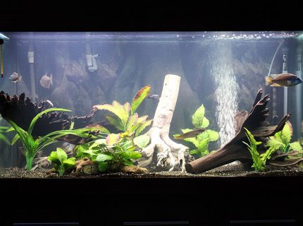 92 gallons freshwater fish tank (mostly fish and non-living decorations) - changed my tank 92 gallons freshwater fish tank (mostly fish and non-living decorations) - changed my tank