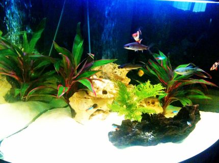 50 gallons freshwater fish tank (mostly fish and non-living decorations) - my juwel trigon 190 50 gallons freshwater fish tank (mostly fish and non-living decorations) - my juwel trigon 190