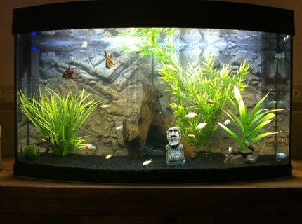 50 gallons freshwater fish tank (mostly fish and non-living decorations) - My Tank 50 gallons freshwater fish tank (mostly fish and non-living decorations) - My Tank