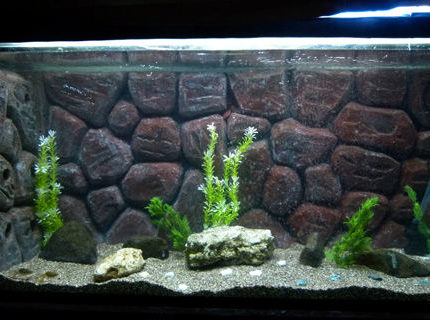 50 gallons freshwater fish tank (mostly fish and non-living decorations) - my new DIY 50 gallons freshwater fish tank (mostly fish and non-living decorations) - my new DIY