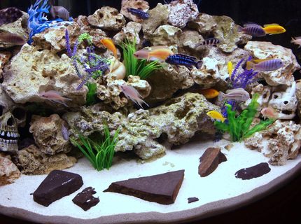 Rated #8: 90 Gallons Freshwater Fish Tank - Our Front Room Malawi Aquarium Rated #8: 90 Gallons Freshwater Fish Tank - Our Front Room Malawi Aquarium