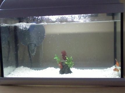 8 gallons freshwater fish tank (mostly fish and non-living decorations) - My fish tank 8 gallons freshwater fish tank (mostly fish and non-living decorations) - My fish tank