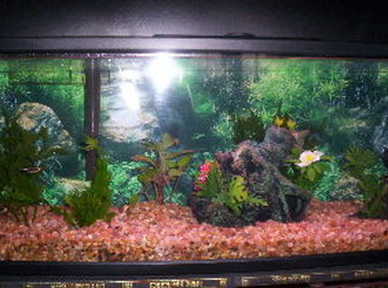 7 gallons freshwater fish tank (mostly fish and non-living decorations) - Bookshelf Freshwater tank 7 gallons freshwater fish tank (mostly fish and non-living decorations) - Bookshelf Freshwater tank
