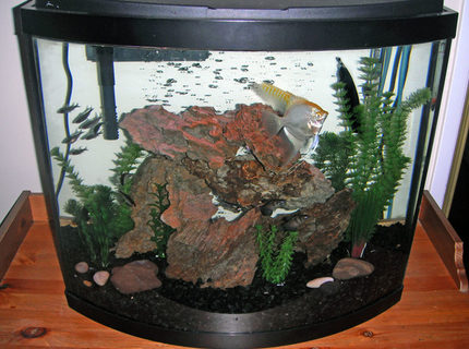 26 gallons freshwater fish tank (mostly fish and non-living decorations) - My tank as of August 11, 2011. 26 gallons freshwater fish tank (mostly fish and non-living decorations) - My tank as of August 11, 2011.